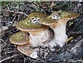 Fungus in Faversham