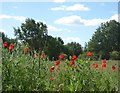 Poppies by the roadside, Painters Forstal