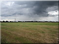 Grass field cut for silage