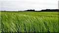 TQ3415 : Barley - and view SE from the Hayleigh Farm track by Ian Cunliffe