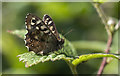 J3769 : Butterfly, Lisnabreeny Rath by Rossographer