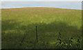 Grassy hill above Woodney Copse