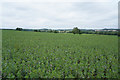 More broad beans