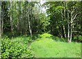 Woodland path near Carbarns Road