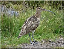 SK2586 : Curlew above Rivelin Brook by Neil Theasby