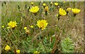 Groundsel (Senecio vulgaris)