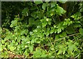 White Bryony (Bryonia dioica), Car Colston