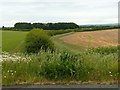 View down Shacker Dale