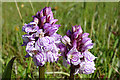 NJ3166 : Heath Spotted Orchids (Dactylorhiza maculata) by Anne Burgess