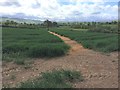 Well-defined footpath through a field near Hirwaen