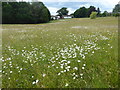 Wild flowers on Shipbourne Common