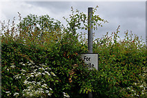 H5472 : Hidden sign along Bracky Road by Kenneth  Allen