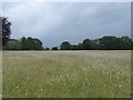 Ox-eye daisies on Shipbourne Common