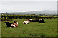 H5472 : Cattle, Bracky by Kenneth  Allen