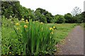 Yellow Iris (Iris pseudacorus), Heddon Common