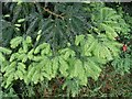 New growth on a fir tree