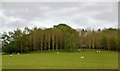 TQ0519 : Sheep grazing by a woodland by N Chadwick