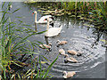 SD7909 : Swan Family on the Canal (day 20) by David Dixon