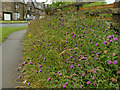 Roadside knapweed