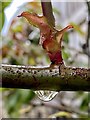 New growth after rain