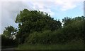 Trees by Padbury Road, Coombs