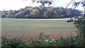 Berryfield Copse from Church Lane