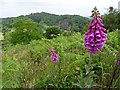 SO7536 : Foxgloves on Ragged Stone Hill by Philip Halling