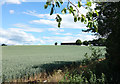 Wheat Growing at Tythe Farm