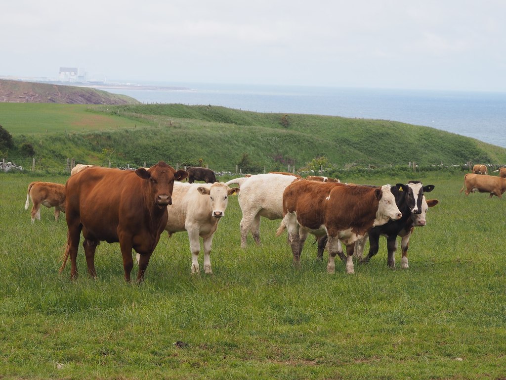 A Herd of Cattle above Pease Bay © Jennifer Petrie :: Geograph Britain ...