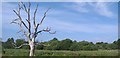 Dead tree at Parton Mill Bridge