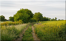 TL5407 : Farm track near Nether Hall, Moreton by Roger Jones