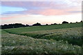 Path through Barley crop below Mean Wood