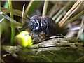 Female Glow Worm - Lampyris noctiluca