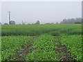 Crop Field off Whitehouse Lane