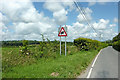 Beware of frogs on the road to Tregaron