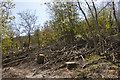 Features of woodland with ash dieback