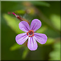 Herb Robert, Bangor