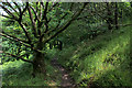 Footpath in Ramsden Wood