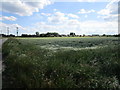 Wheat field, Leverington Common