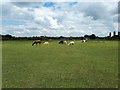 Alpacas, Arches Farm