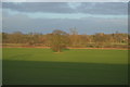 Tree in field