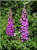 SO7639 : Foxgloves by Philip Halling