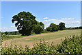 SU7165 : Trees on a field boundary near Lamb's Farm by Simon Mortimer