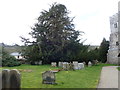 Veteran Yew at Selattyn churchyard