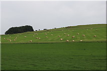 NS2515 : Farmland near Blacktop Hill by Billy McCrorie