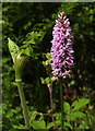SX8375 : Orchid, Stover Country Park by Derek Harper