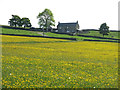 NY8456 : Buttercup meadow east of Leadside Bank by Mike Quinn