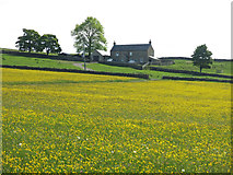 NY8456 : Buttercup meadow east of Leadside Bank by Mike Quinn