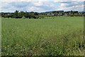 Looking over the field to Kislingbury