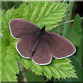 NT4929 : A Ringlet butterfly (Aphantopus hyperantus) by Walter Baxter